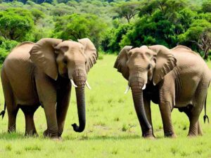 Elephant Gps Trackers