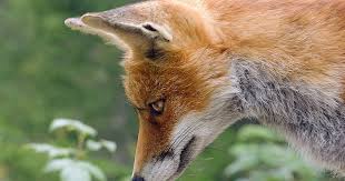 Why Adopt a Red Fox?