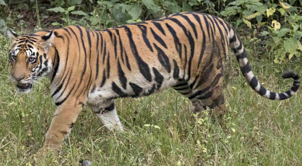 The Role of Habitat in Tiger Resource Ability: